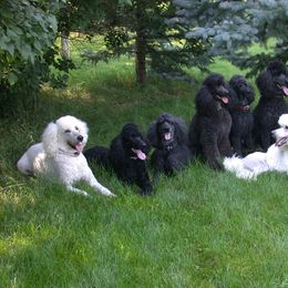Poodle All Grown Up from Starfleet Poodles