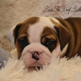 Bulldog Puppies from Raise The Woof Bulldogs
