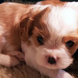 Cavalier King Charles Spaniel Puppies from Glenwood Cavaliers