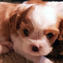 Cavalier King Charles Spaniel Puppies from Glenwood Cavaliers