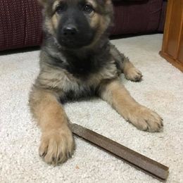 German Shepherd Puppies from Stevens German Shepherds