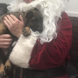 German Shepherd Puppies from Stacey’s German Shepherds