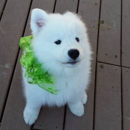 Samoyed Puppies from SnoFox Samoyeds