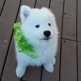 Samoyed Puppies from SnoFox Samoyeds