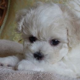 Bichon Frise Puppies from Belamour Bichons