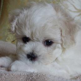 Bichon Frise Puppies from Belamour Bichons