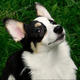 Opie - Pembroke Welsh Corgi