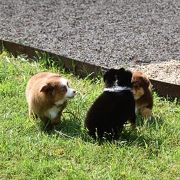 Toy Australian Shepherd Puppies from Double M Toy and Mini Aussies