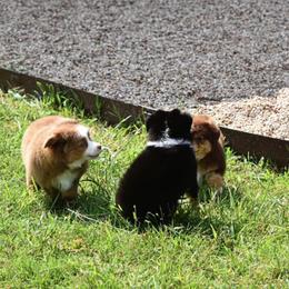 Toy Australian Shepherd Puppies from Double M Toy and Mini Aussies