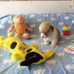 Pembroke Welsh Corgi Puppies from Nistler's Farm Corgis