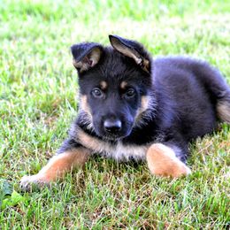 German Shepherd Puppies from Haus Morrisson German Shepherds