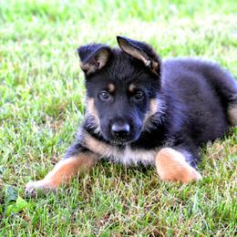 German Shepherd Puppies from Haus Morrisson German Shepherds