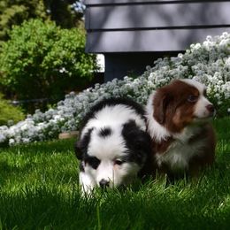 Miniature American Shepherd Puppies from Clearwater Miniature American Shepherd