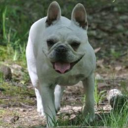 Marigold - French Bulldog