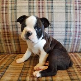 Boston Terrier Puppies from Willis Family Boston's