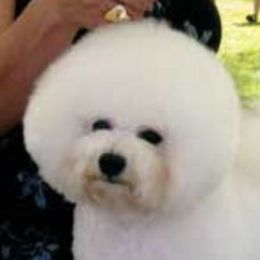 Katrina - Bichon Frise