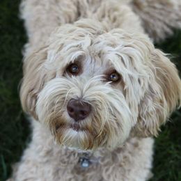 Australian Labradoodle adult dog