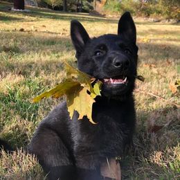 German Shepherd Puppies from Fallamhain German Shepherds