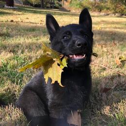 German Shepherd Puppies from Fallamhain German Shepherds