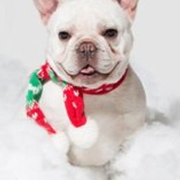 Paige - French Bulldog