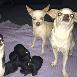 Chihuahua Puppies from Blue Diamond Chihuahua’s
