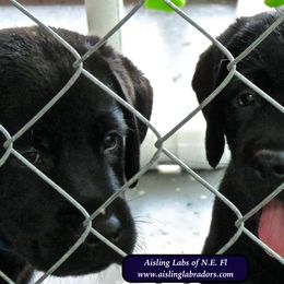 Labrador Retriever Puppies from Aisling Labradors of N.E. Florida