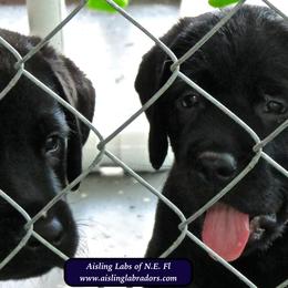 Labrador Retriever Puppies from Aisling Labradors of N.E. Florida