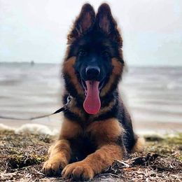 German Shepherd Puppies from vom Glock