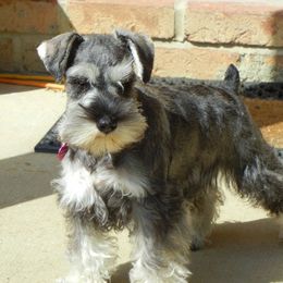 Miranda - Miniature Schnauzer