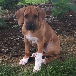 Rhodesian Ridgeback Puppies from Whirlaway Rhodesian Ridgebacks