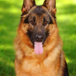 JJ - German Shepherd