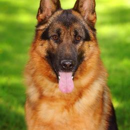 JJ - German Shepherd