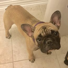 French Bulldog Puppies from Bouledogue Royal