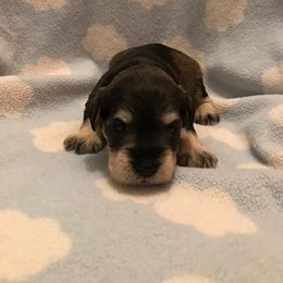 Miniature Schnauzer Puppies from Majestically Made