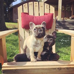  Puppies from Creme De La Creme French Bulldogs