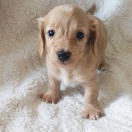 Dachshund Puppies from Cantrell Pups