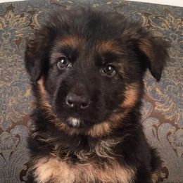 German Shepherd Puppies from Four Leaf Farm- Vom Vierblättriges Bauernhof