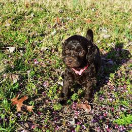 Australian Labradoodle Puppies from Prestige Australian Labradoodles