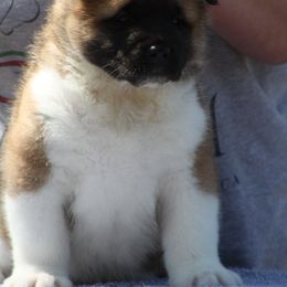  Puppies from Quantum Akitas