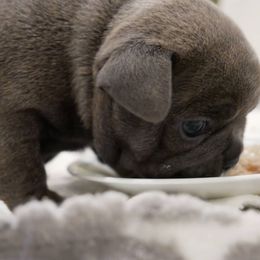 French Bulldog Puppies from French Pup