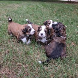 Bernedoodle Puppies from Bernedoodles of the Ozarks