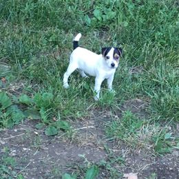 Jack Russell Terrier Puppies from Rock Chalk Terriers