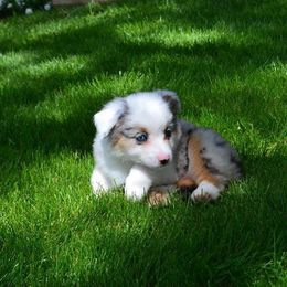 Miniature American Shepherd Puppies from Clearwater Miniature American Shepherd