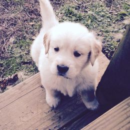 Golden Retriever Puppies from Golden Rose Kennel
