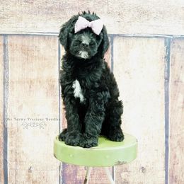 Goldendoodle and Sheepadoodle Puppies from The Farms Precious Doodles