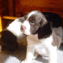 English Springer Spaniel Puppies from Shermade Springers