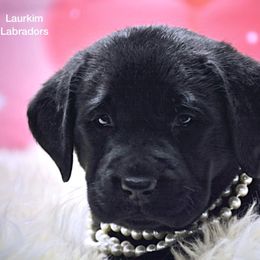 Laurkim Labradors breeder of Labrador Retriever