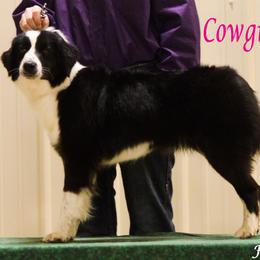 Cowgirl - Miniature Australian Shepherd