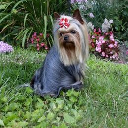 Yorkshire Terrier Puppies from Simply Couture