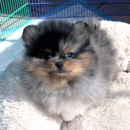 Dee Dee's Pomeranians breeder of Pomeranian